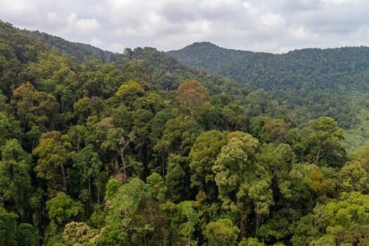 Borneo Bako Nationalpark Dschungel Highlights