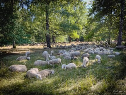 Englischer Garten Nordteil Schafherde