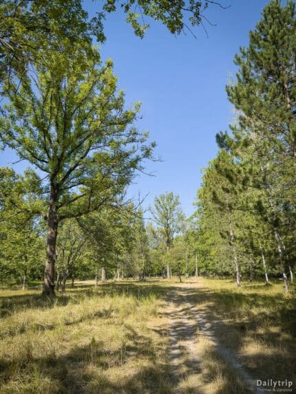 Englischer Garten Nordteil Wiesenweg