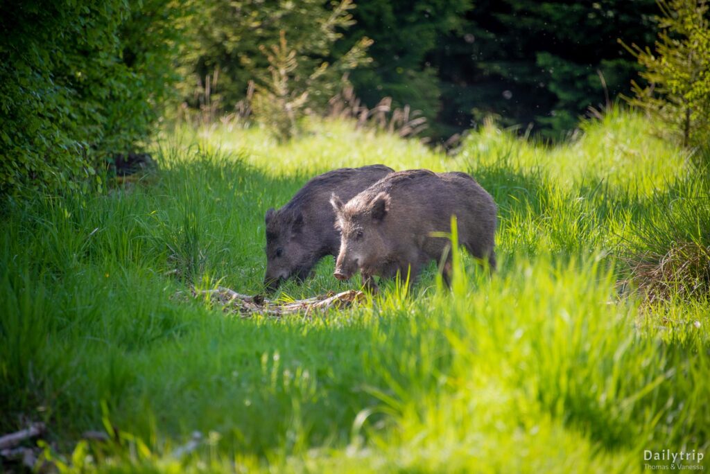Forstenrieder Park Wildschweine Rudel