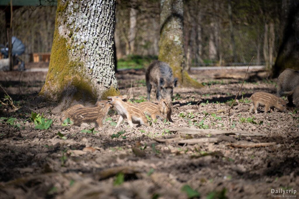 Gruenwalder Forst Walderlebniszentrum Wildschweine Ferkel