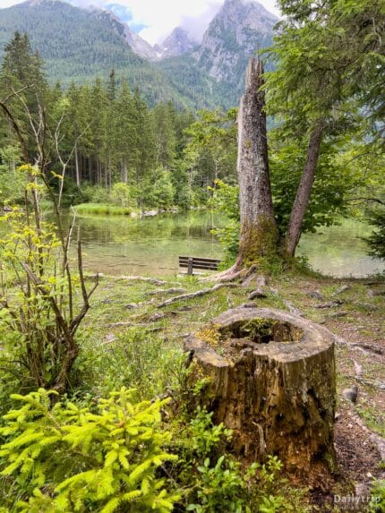 Hintersee Ramsau Malerweg Baumstumpf