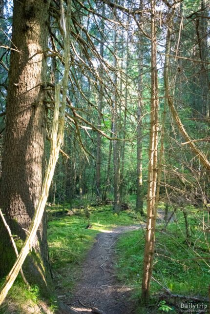 Kloster Schaeftlarn Wanderung bayrischer Dschungel Waldweg