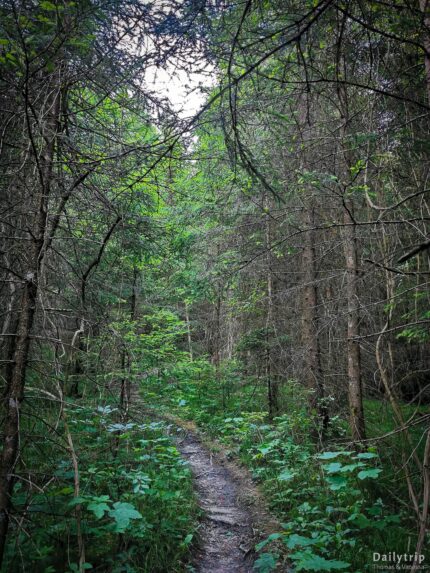 Kloster Schaeftlarn Wanderung dunkler Waldweg