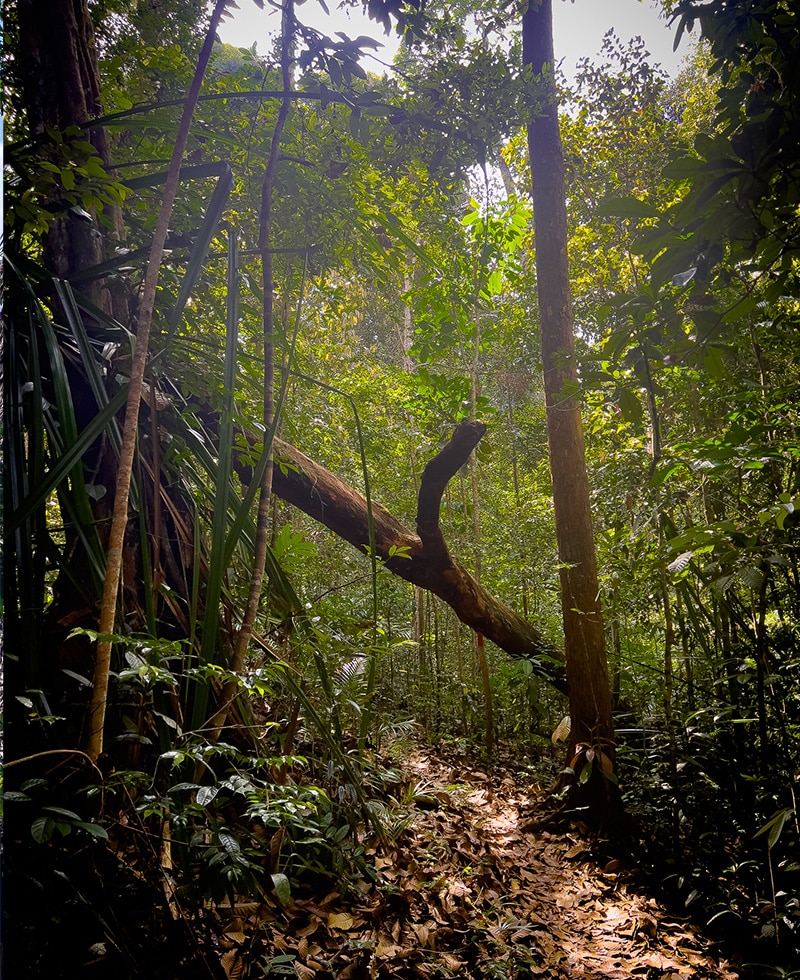 Malaysia Borneo Bako Nationalpark Dschungel Trek
