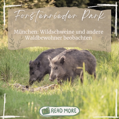 Muenchen Forstenrieder Park Wildschweine Spaziergang quer 400x400 1