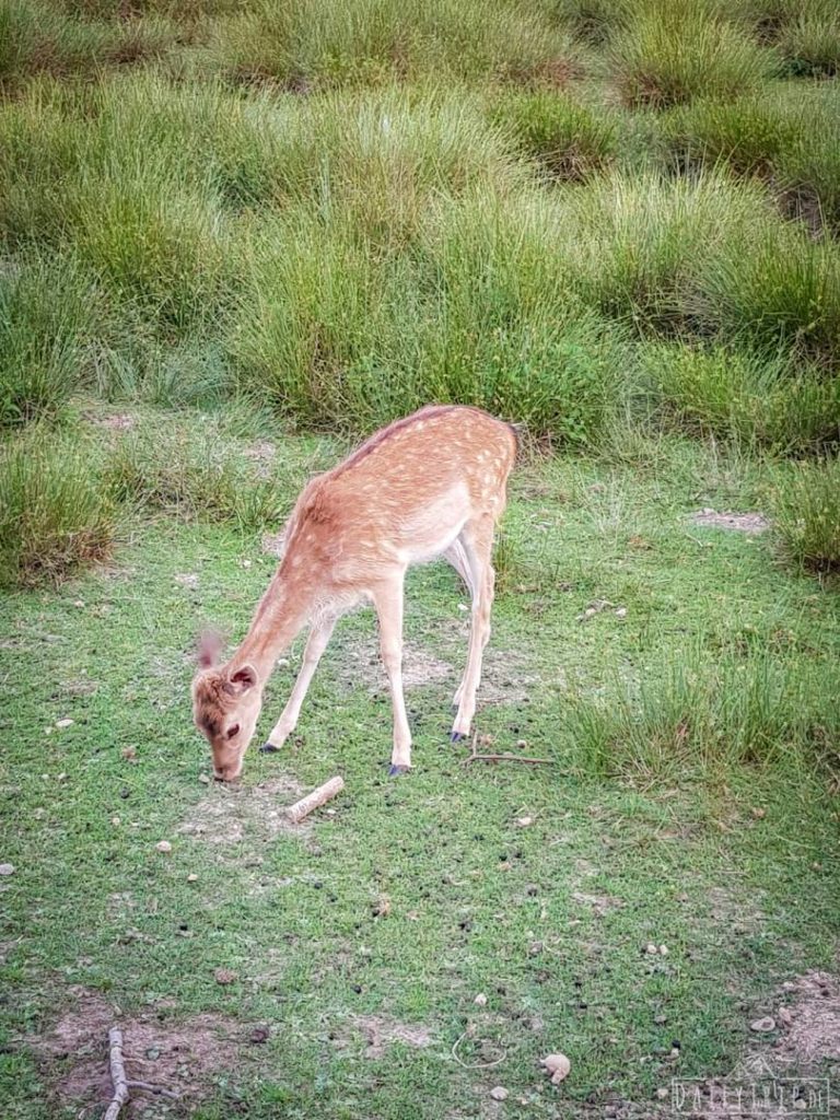 Perlacher Forst Rehgehege Bambi