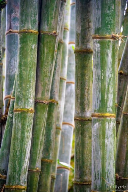 Singapur Botanischer Garten Bambus