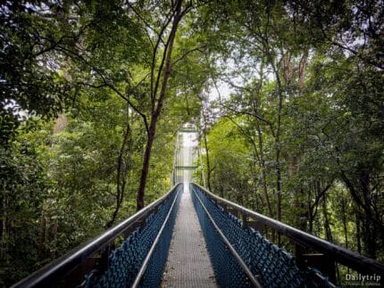 Singapur Mac Ritchie Trail Bruecke