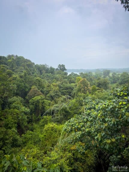 Singapur Mac Ritchie Trail Bruecke Aussicht