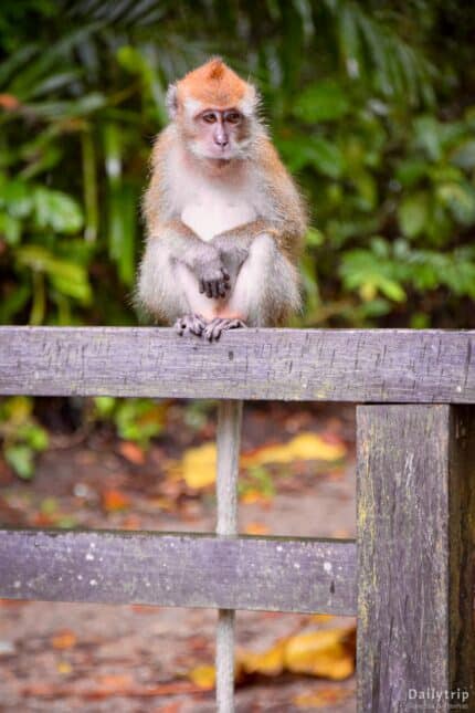 Singapur Mount Richie Trail Monkey