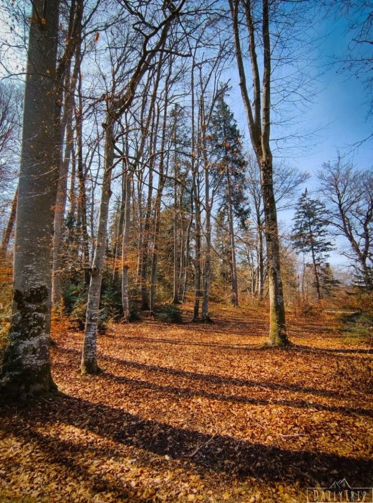 Höhenrieder Park mit Herbstlaub