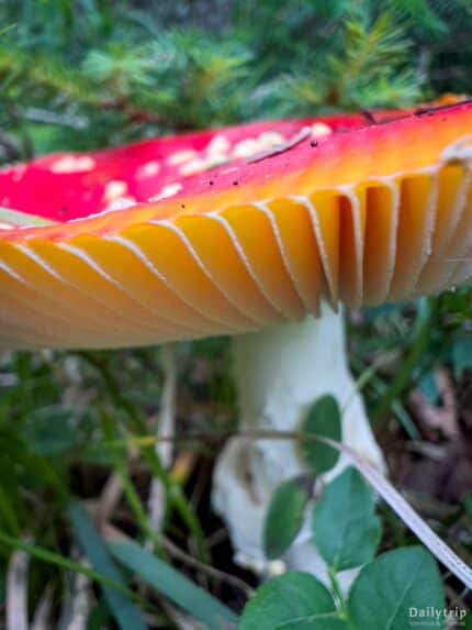 Zauberwald Ramsau Fliegenpilz